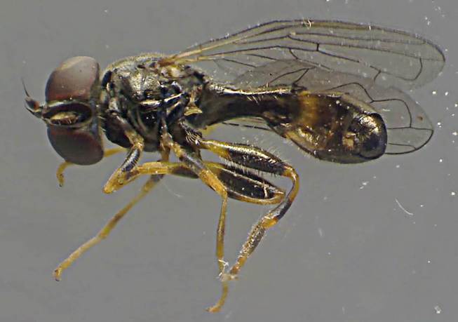 Neoascia meticulosa